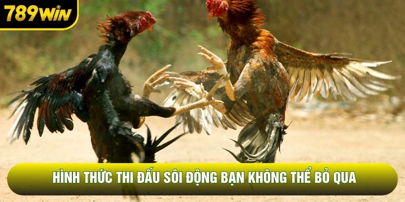Hình thức thi đấu sôi động bạn không thể bỏ qua Hình thức thi đấu sôi động bạn không thể bỏ qua