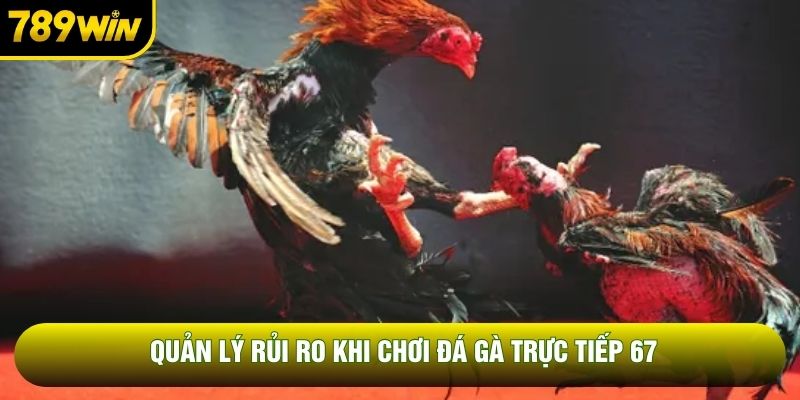 Quản lý rủi ro khi chơi đá gà trực tiếp 67