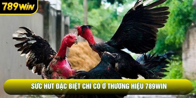 Sức hút đặc biệt chỉ có ở thương hiệu 789WIN