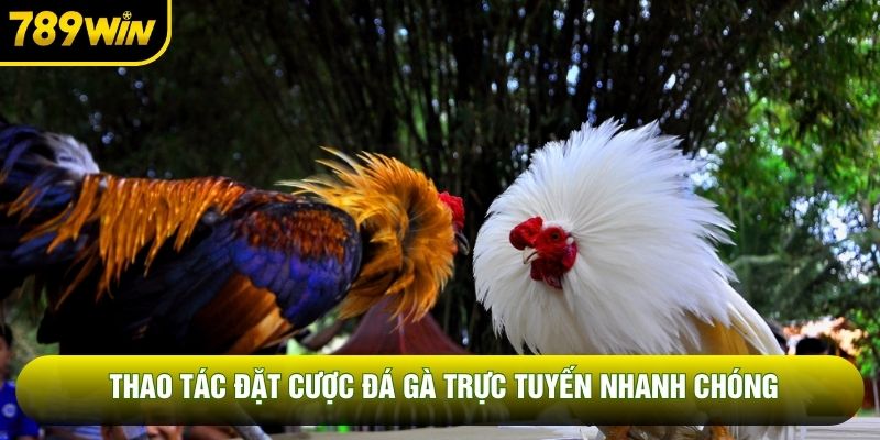Thao tác đặt cược đá gà trực tuyến nhanh chóng Thao tác đặt cược đá gà trực tuyến nhanh chóng